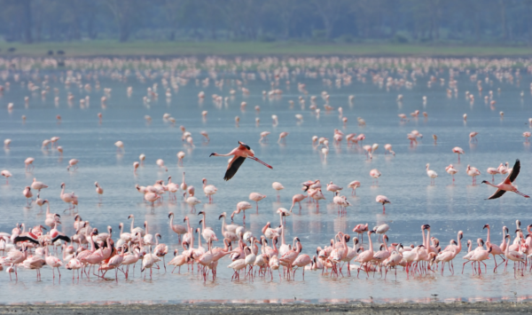 Flamingo - Ngorongoro